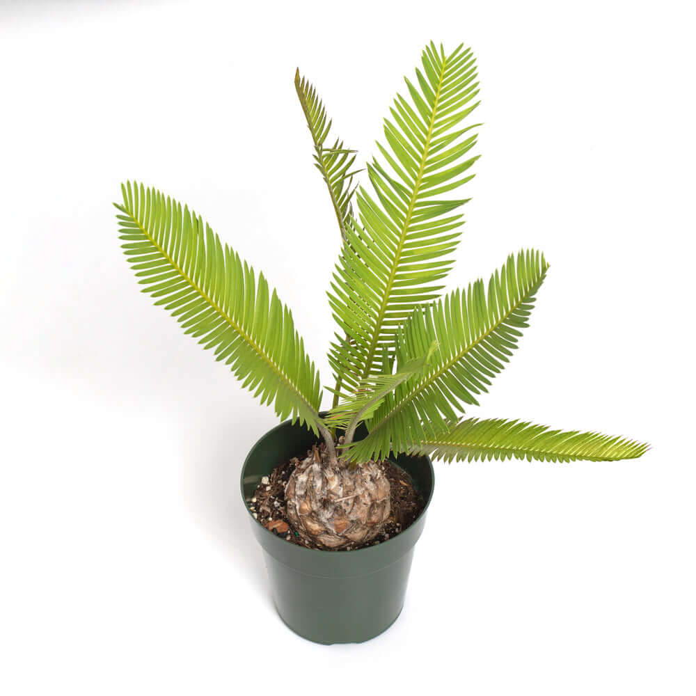 Dioon Edule – Mexican Fern Palm (Rare Cycad)