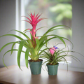 Pink Houseplant Bundle — Guzmania 'Viola' & Tillandsia 'Cyanea'