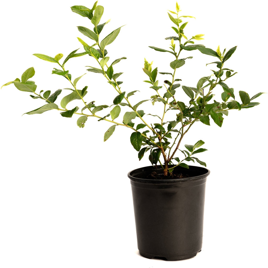 Bluecrop Blueberry Bush