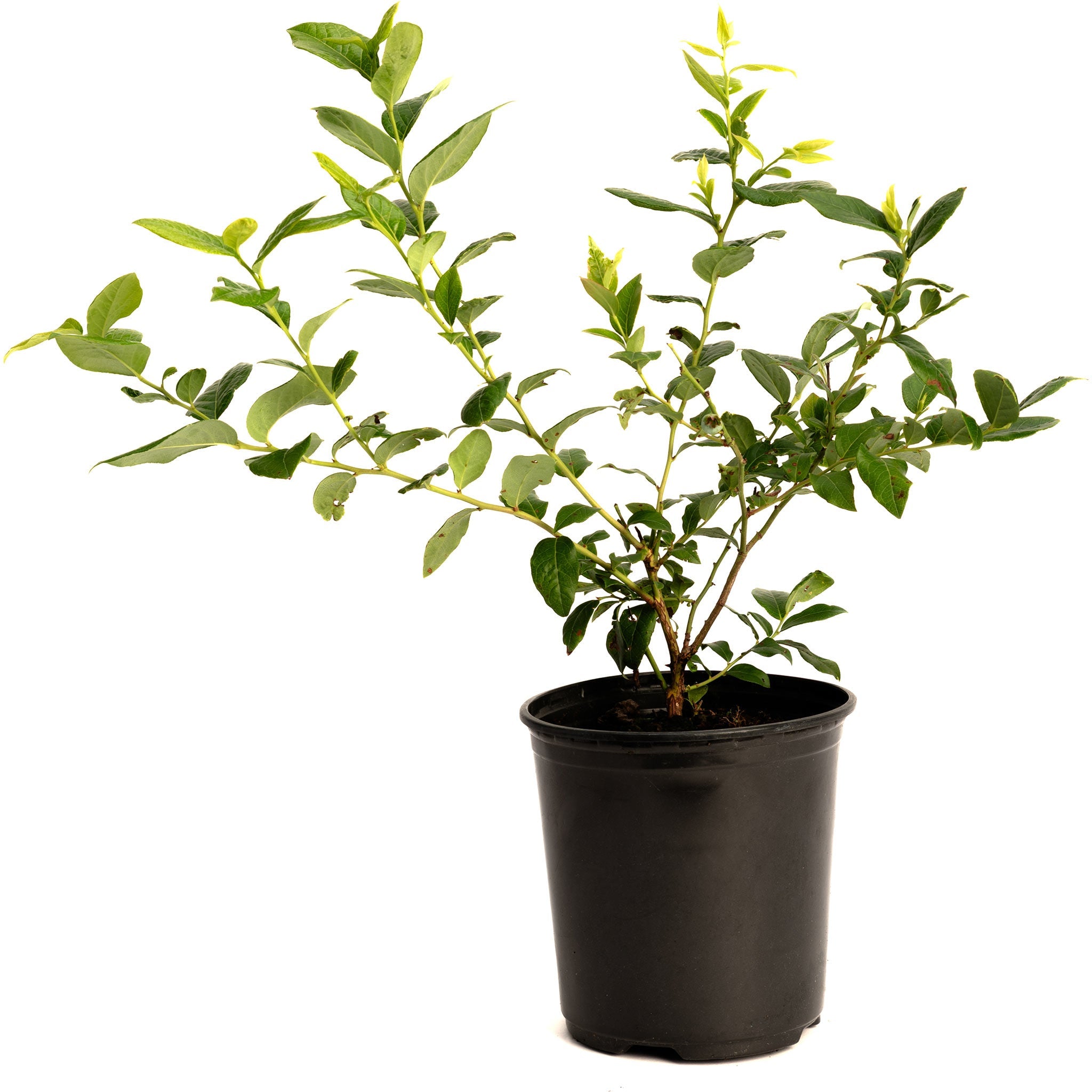 Bluecrop Blueberry Bush
