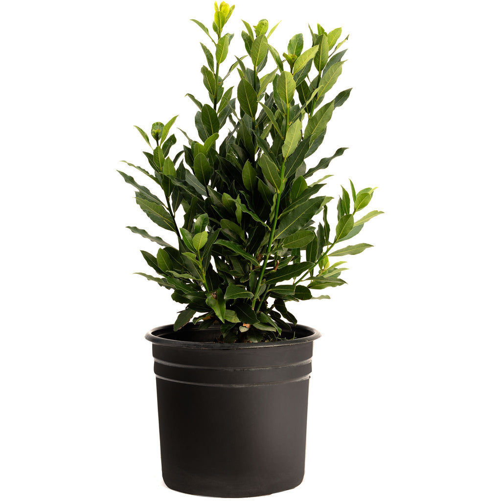 Bay Laurel Tree