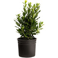 Bay Laurel Tree