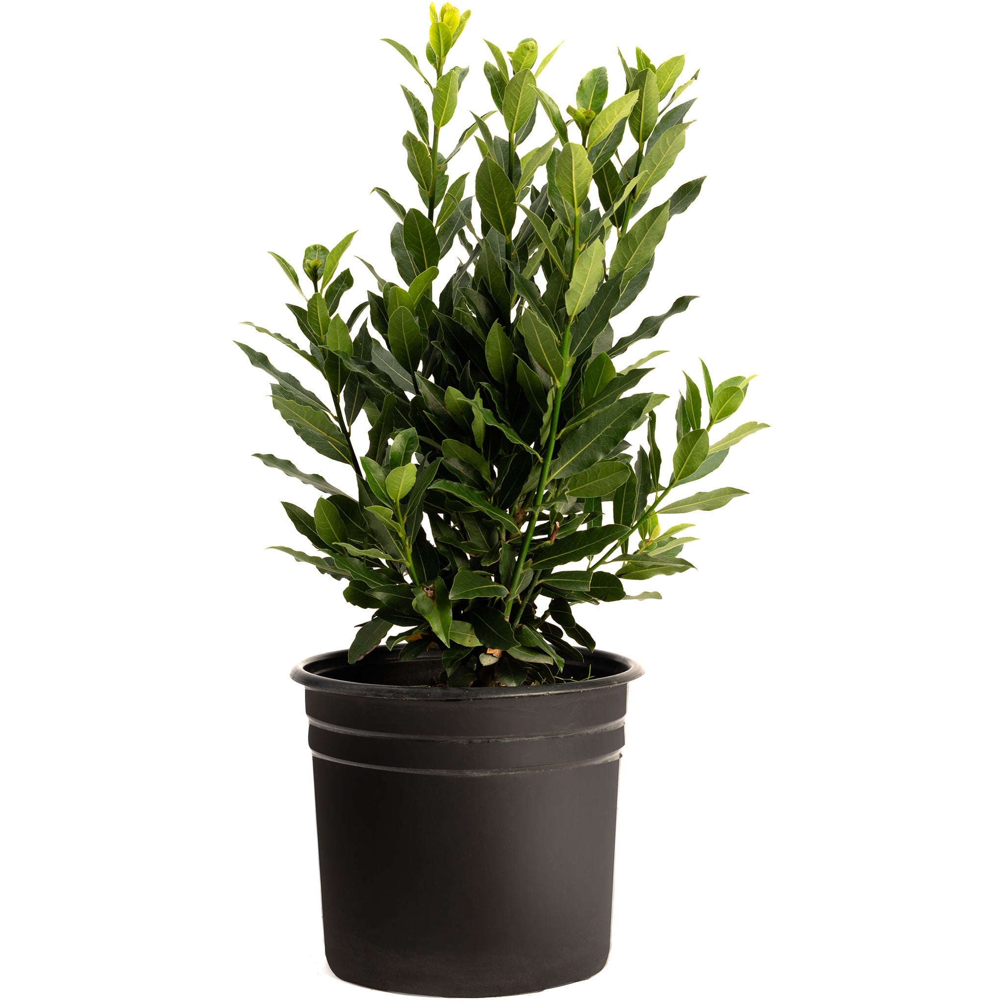 Bay Laurel Tree