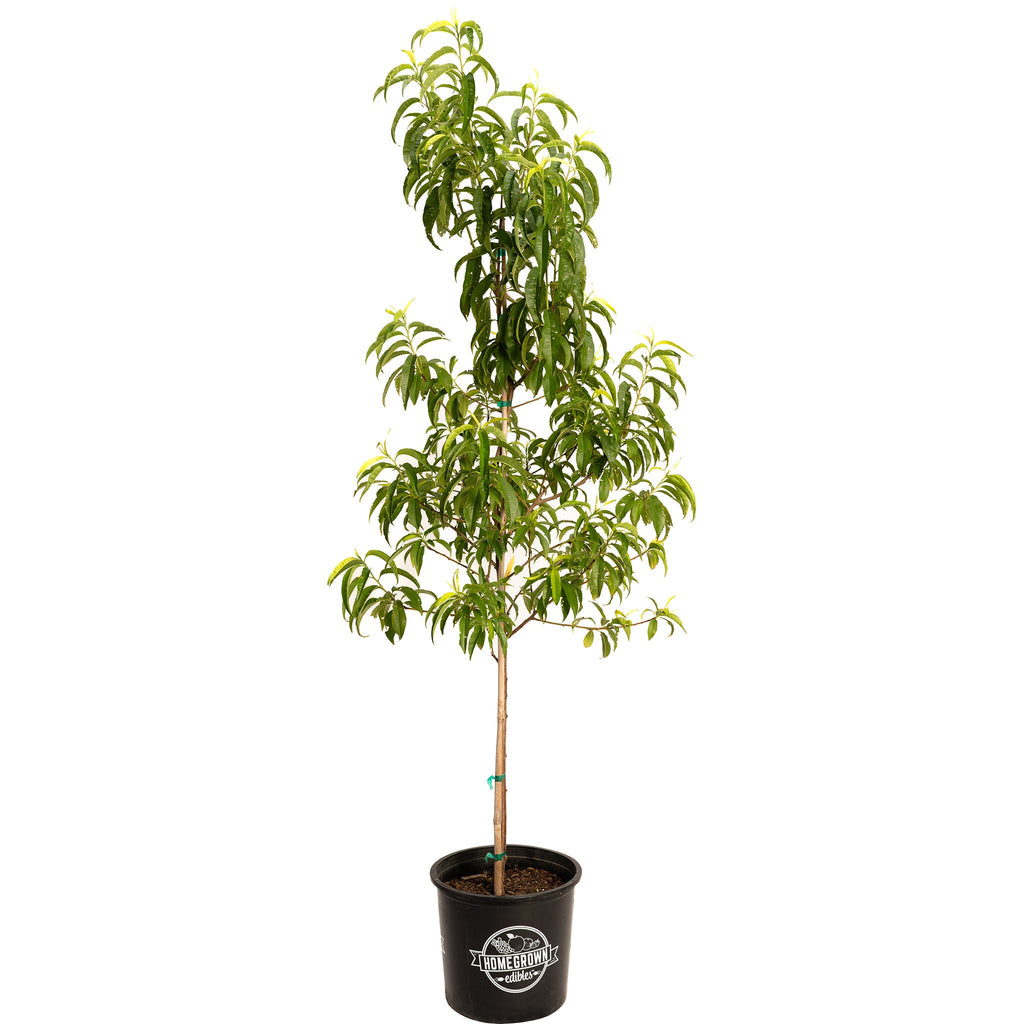 Contender Peach Tree