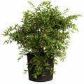Barbados ‘Acerola’ Cherry Tree