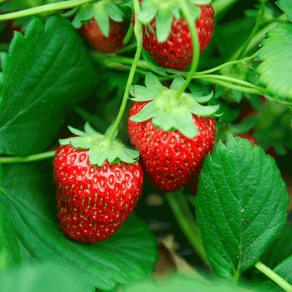 Everbearing Strawberry Plant