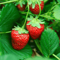 Everbearing Strawberry Plant