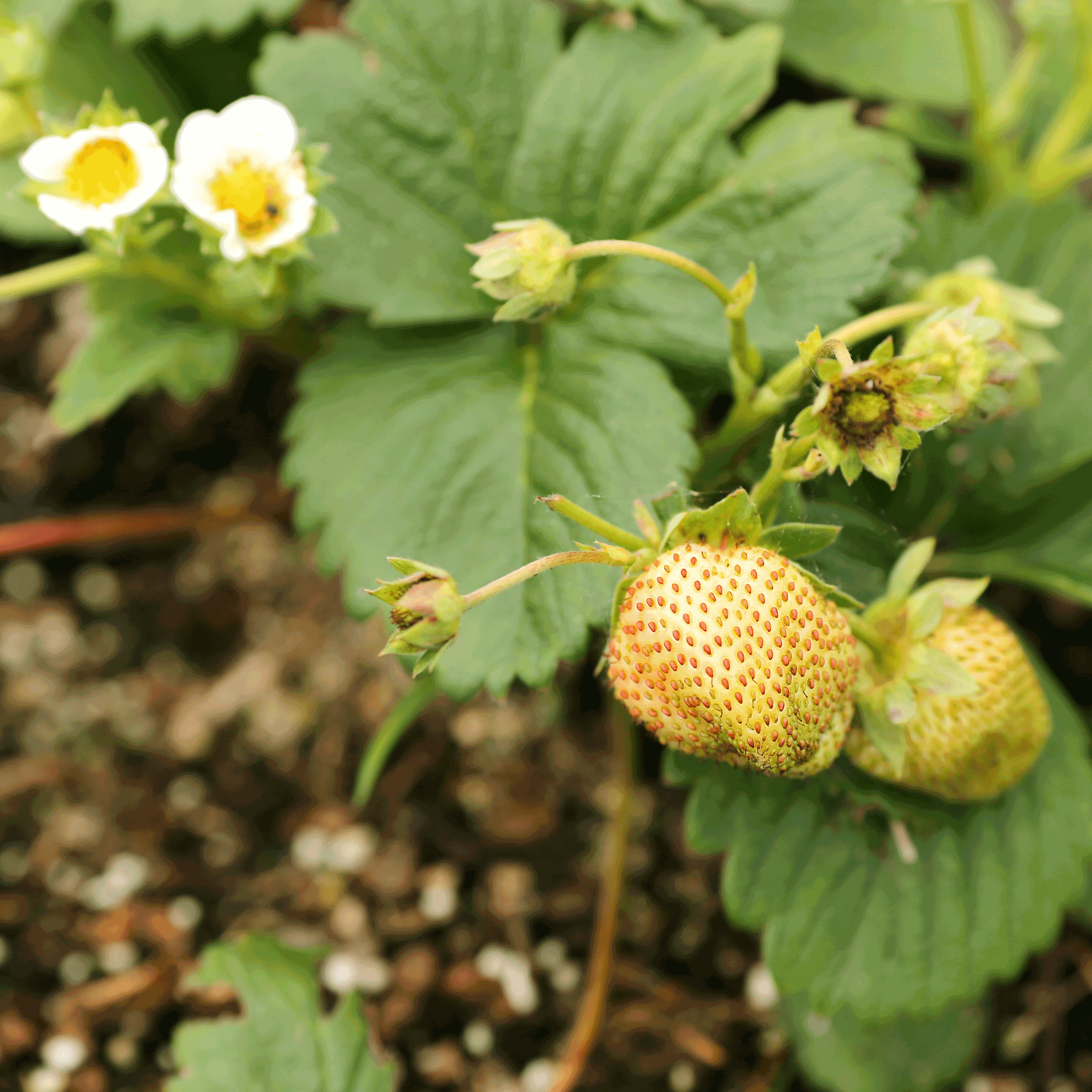 Everbearing Strawberry Plant