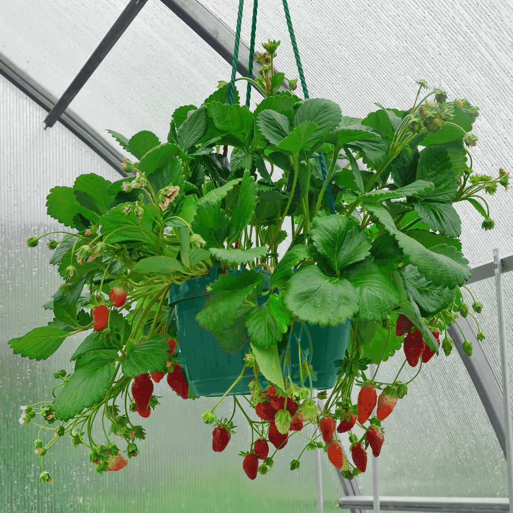 Everbearing Strawberry Plant