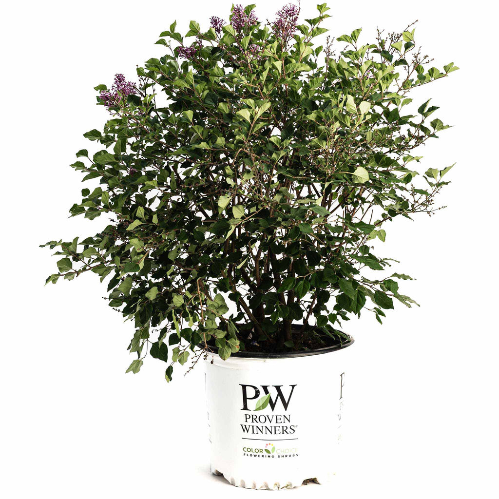 Bloomerang Lilac Bush