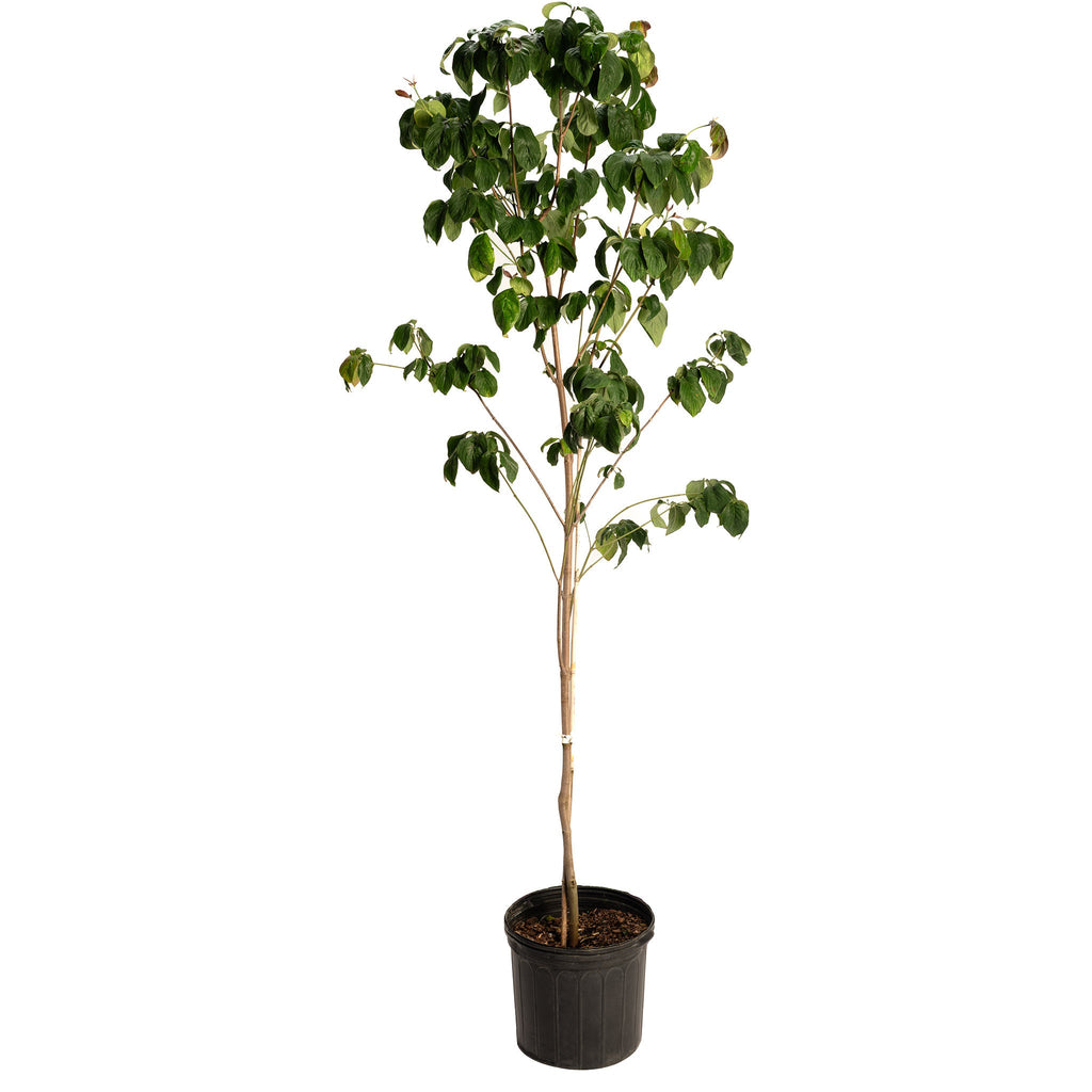 Cherokee Brave Pink Dogwood Tree