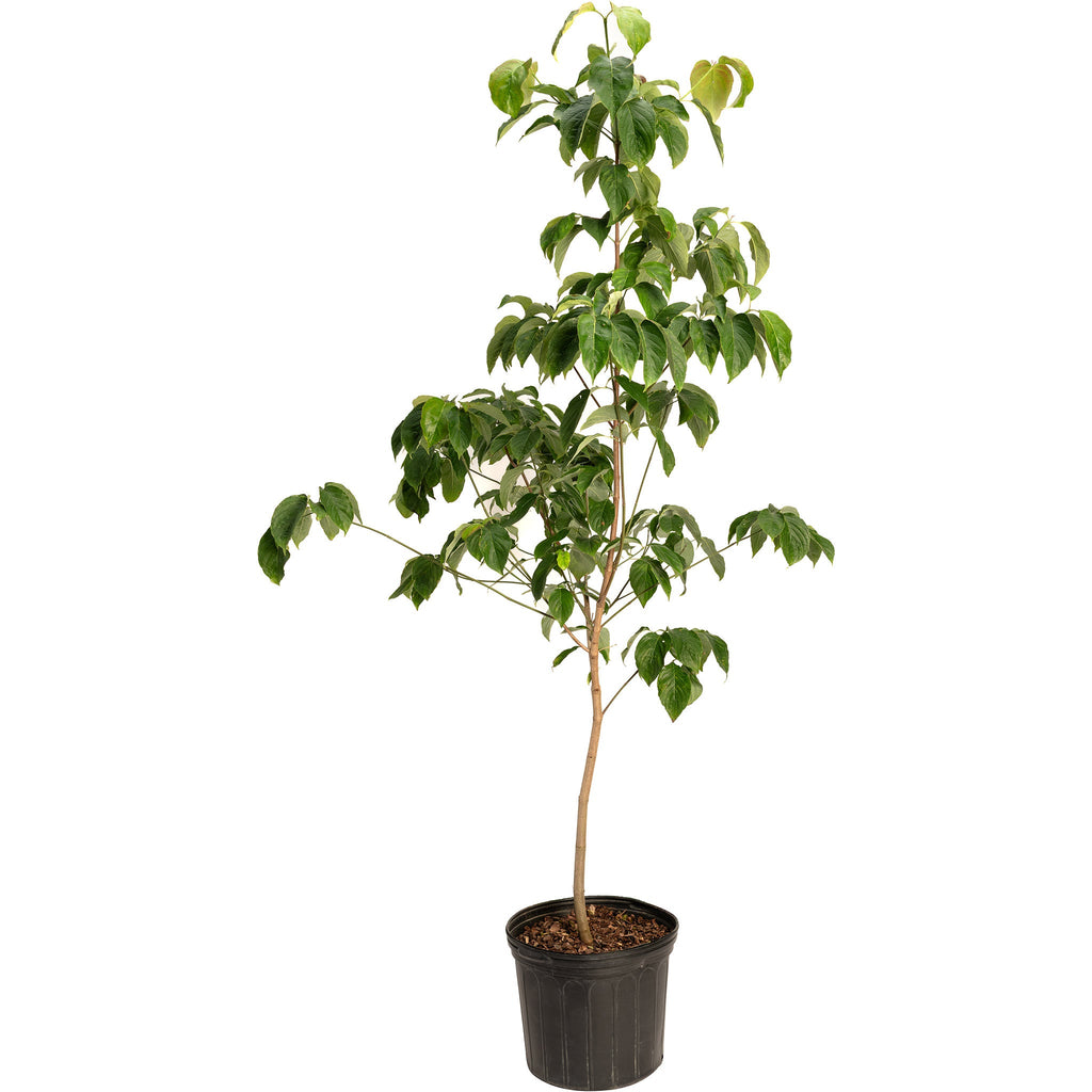 Cherokee Chief Pink Dogwood Tree