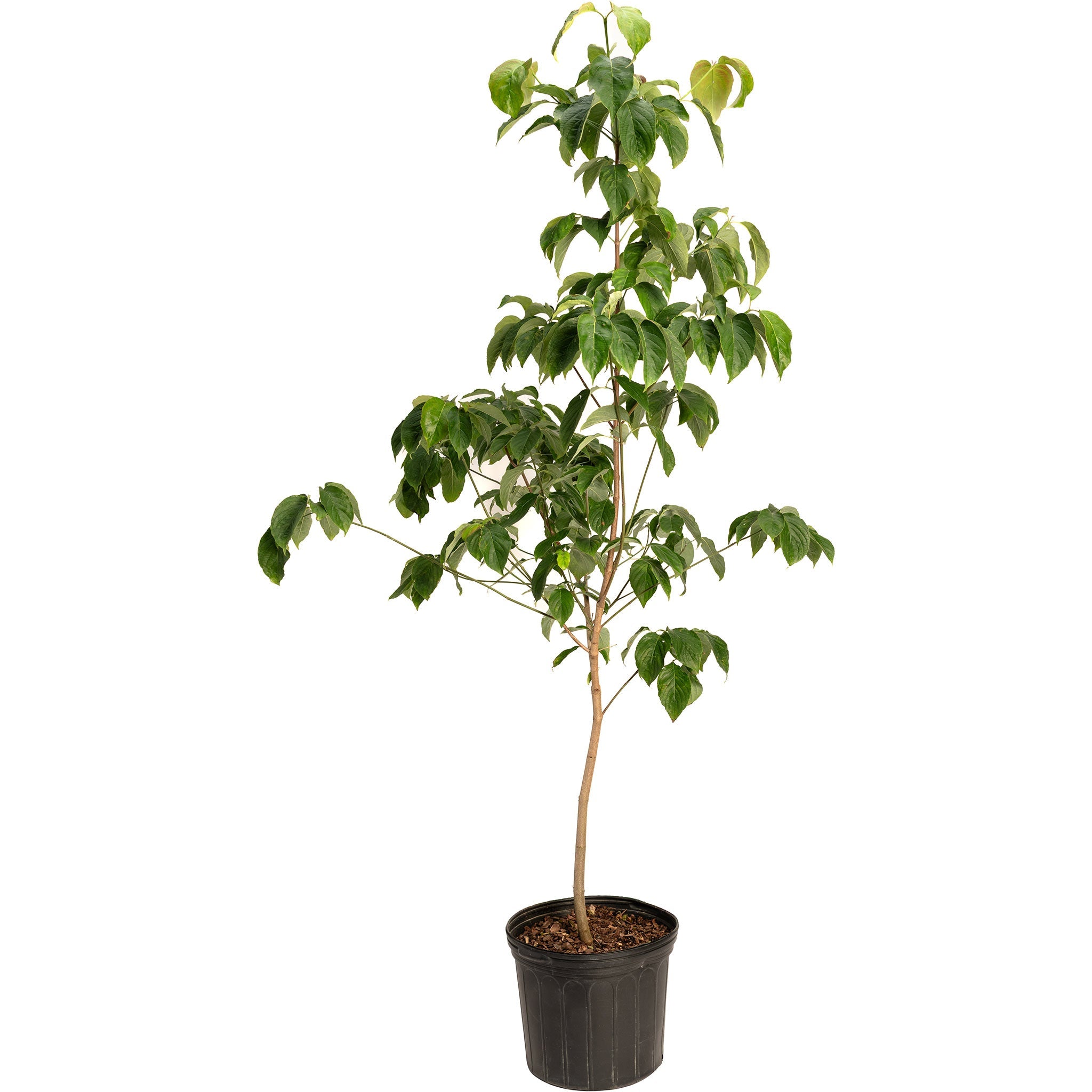 Cherokee Chief Pink Dogwood Tree
