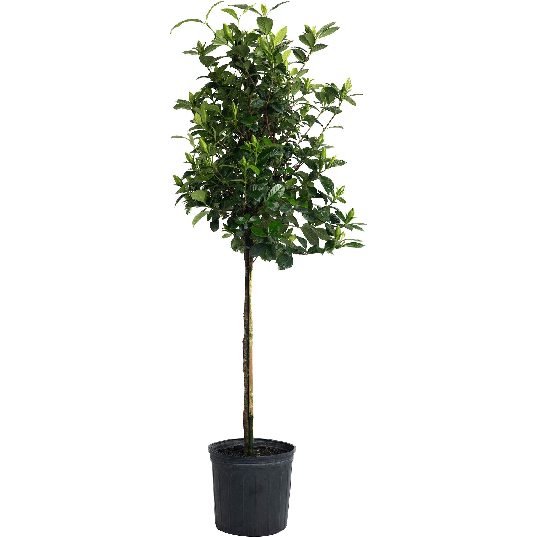 Gardenia Tree ‘Aimee’