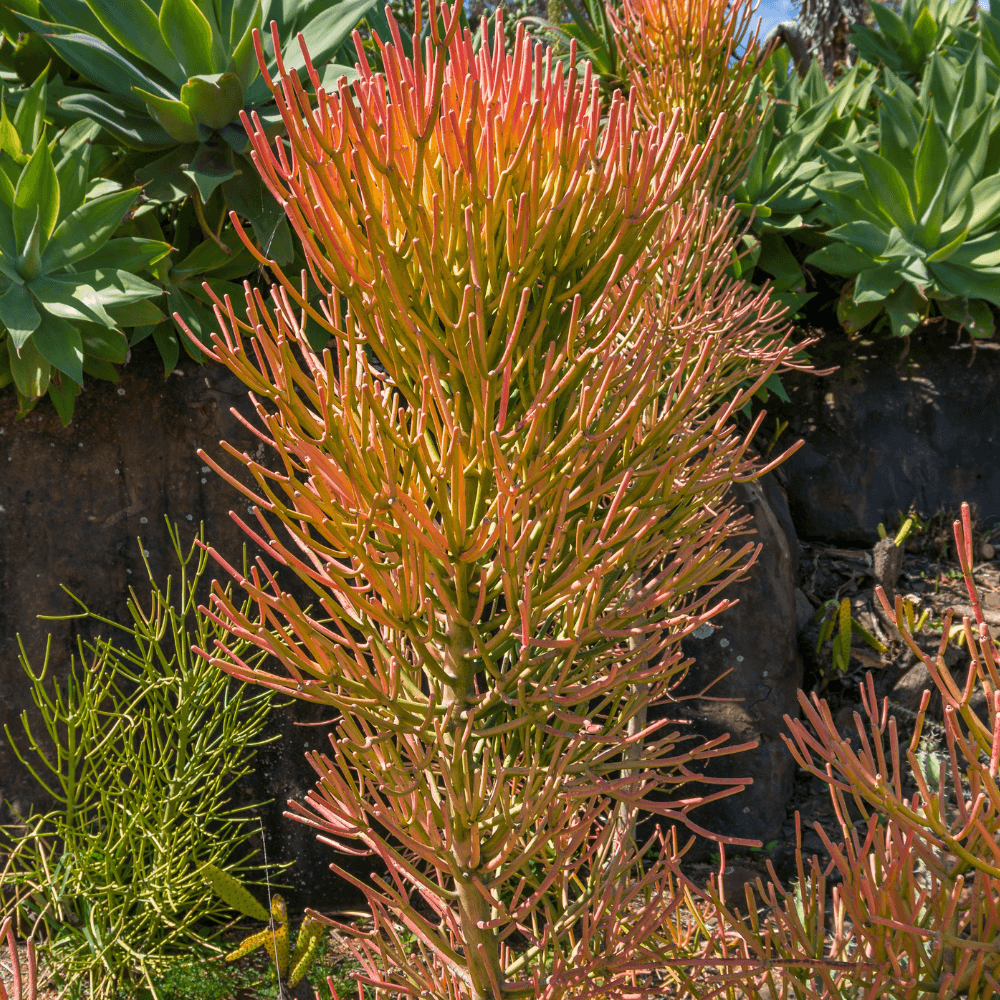 Firesticks Pencil Cactus (Euphorbia Tirucalli)