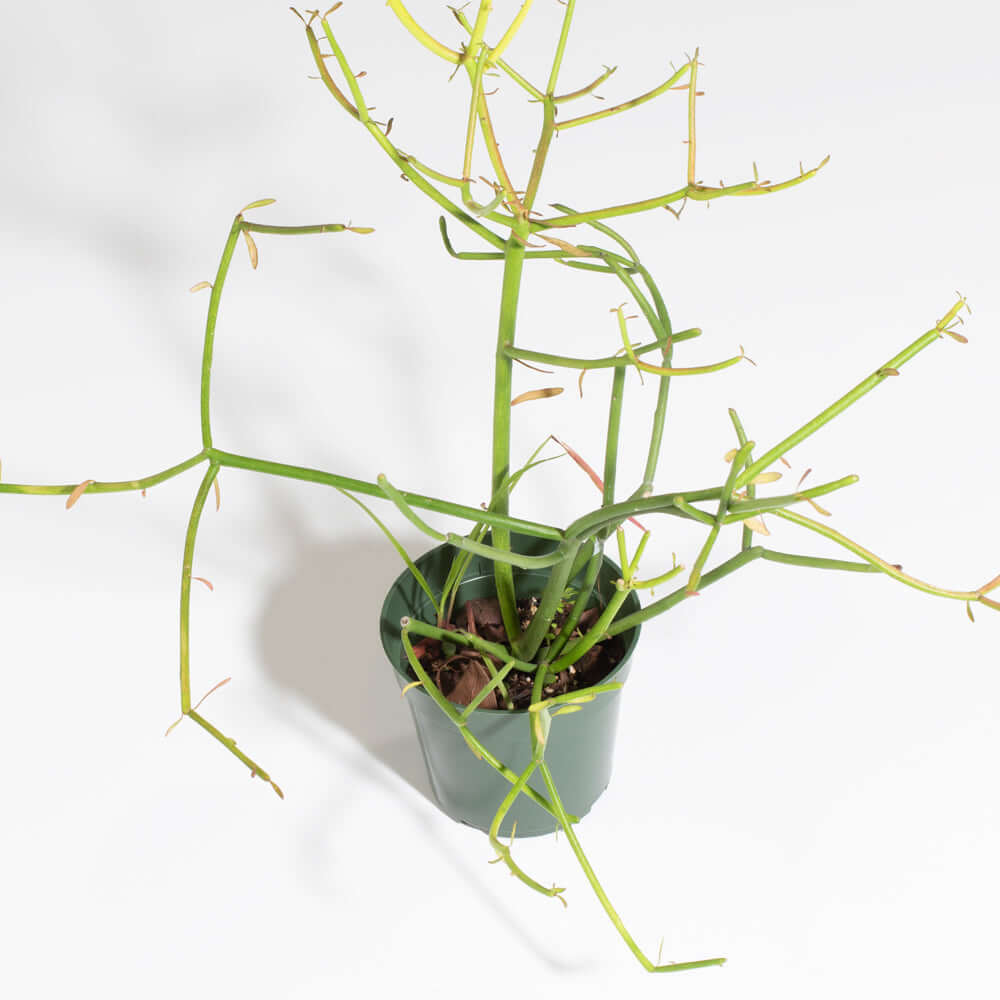 Firesticks Pencil Cactus (Euphorbia Tirucalli)