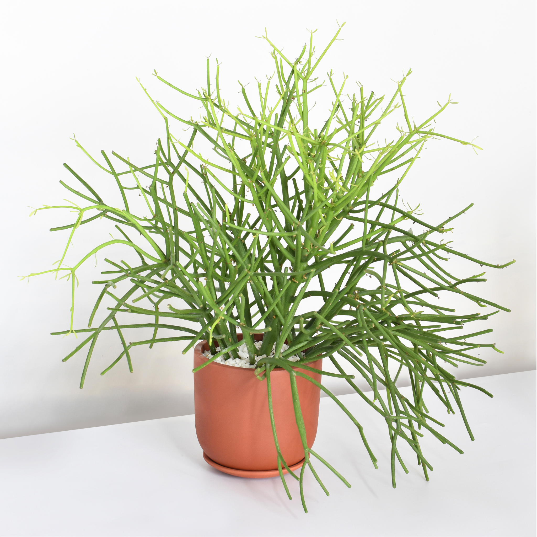 Firesticks Pencil Cactus (Euphorbia Tirucalli)