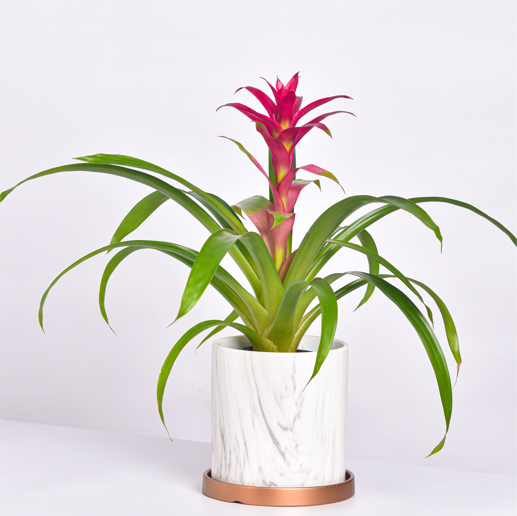 Guzmania ‘Viola’ Pink Bromeliad