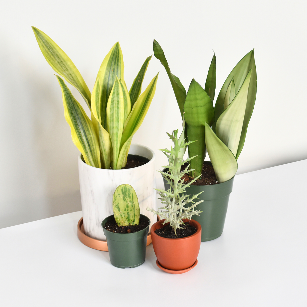 Silver Moonshine Sansevieria Snake Plant
