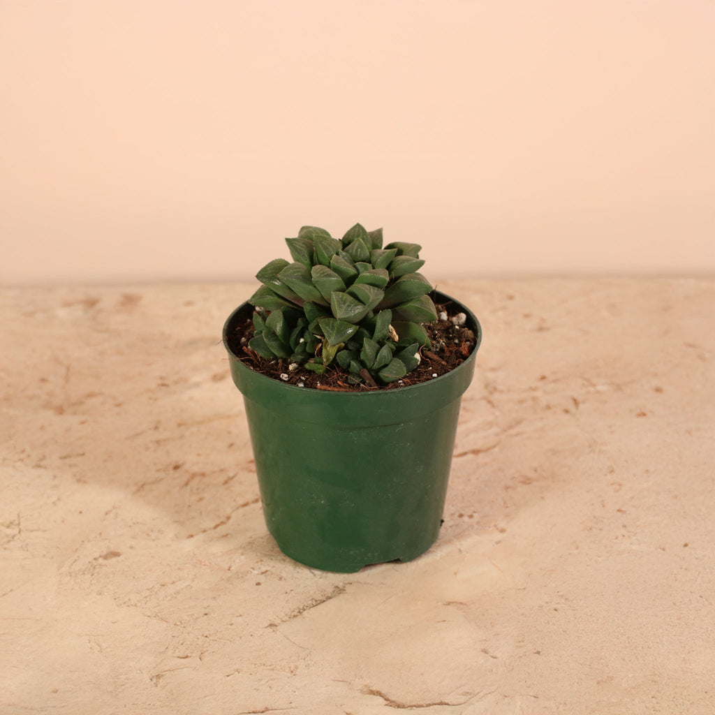 Haworthia 'Moonstone' Rare Succulent