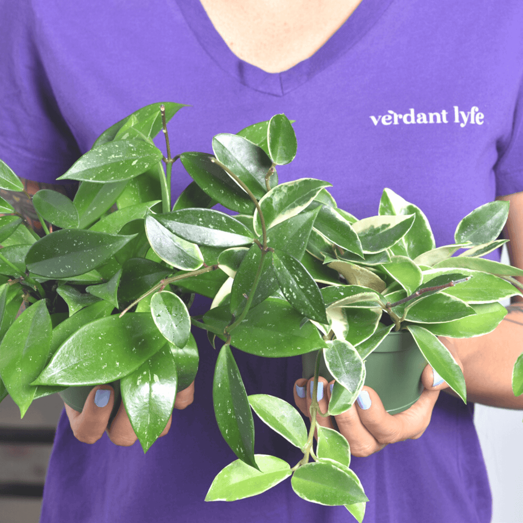 Hoya Bundle — Krimson Queen & Pubicalyx Splash (Set of 2)