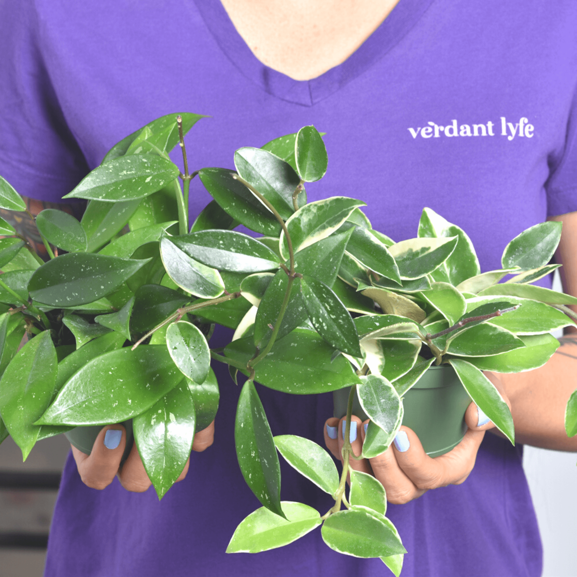 Hoya Bundle — Krimson Queen & Pubicalyx Splash (Set of 2)