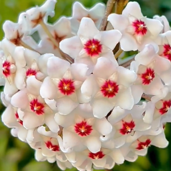 Hoya Carnosa Green Jade