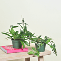 Hoya Bundle — Krimson Queen & Pubicalyx Splash (Set of 2)