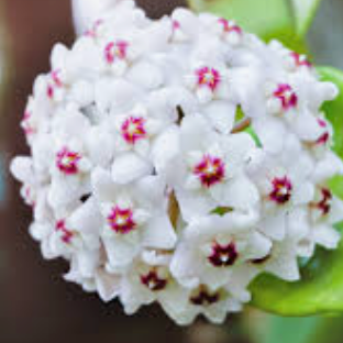 Hoya Bundle — Krimson Queen & Pubicalyx Splash (Set of 2)