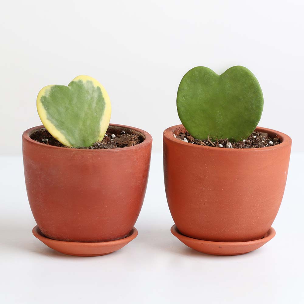 Hoya Kerrii Hearts Bundle — Classic & Variegated Duo
