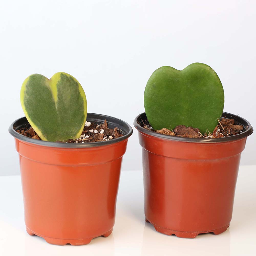 Hoya Kerrii Hearts Bundle — Classic & Variegated Duo