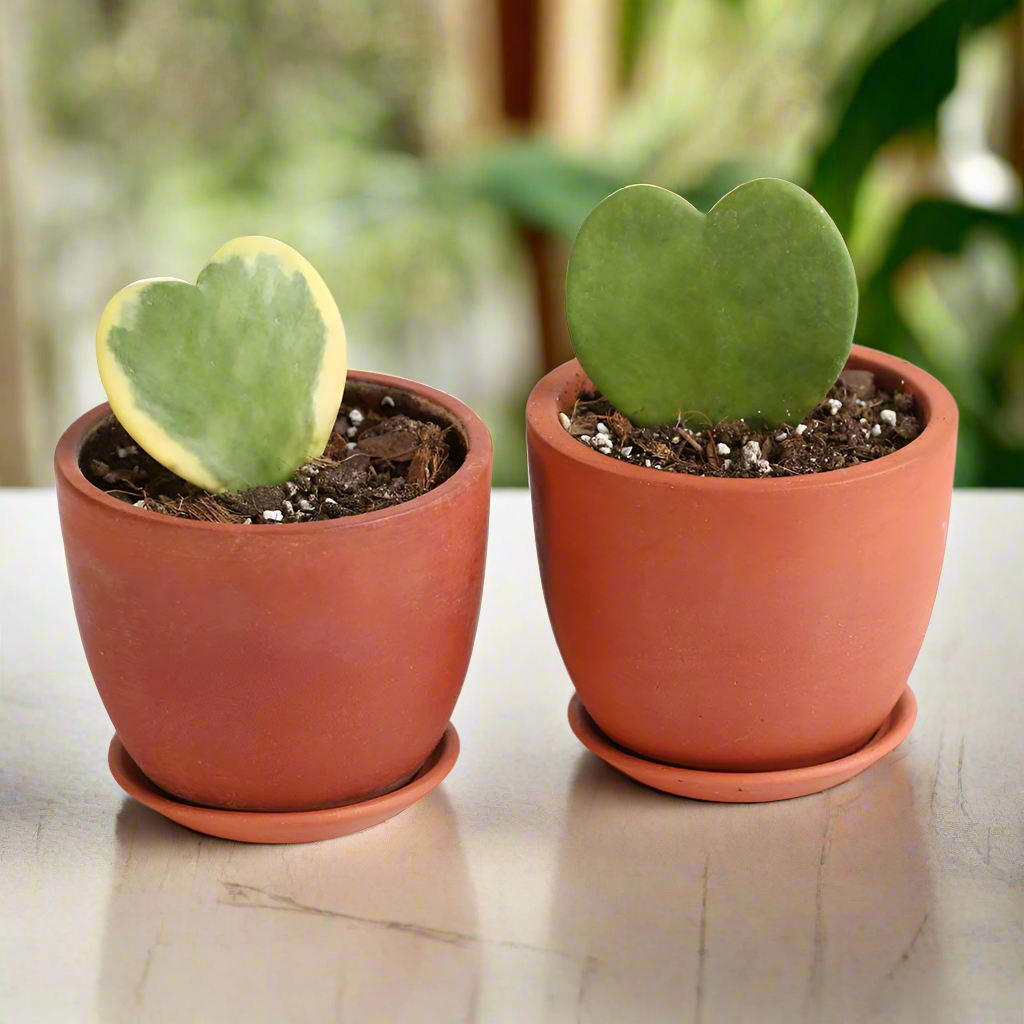 Hoya Kerrii Hearts Bundle — Classic & Variegated Duo