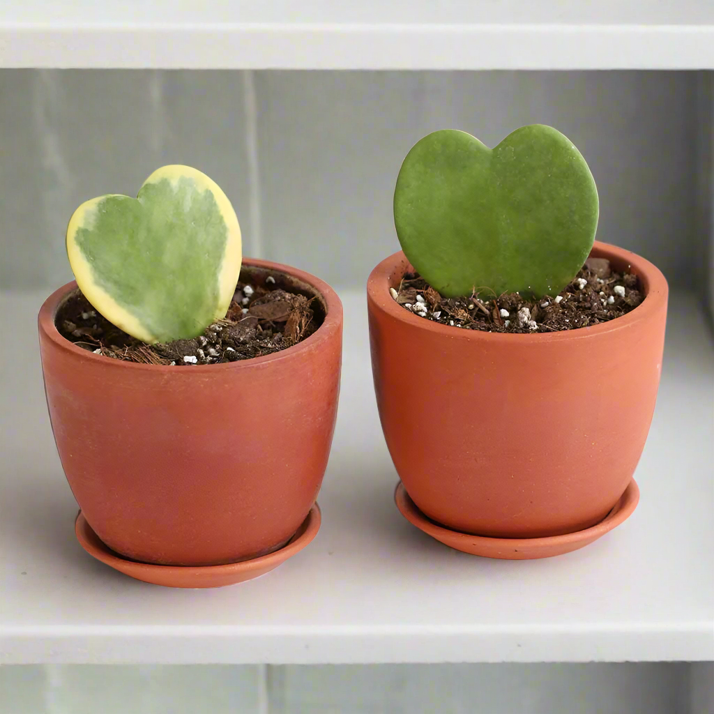 Hoya Kerrii Hearts Bundle — Classic & Variegated Duo