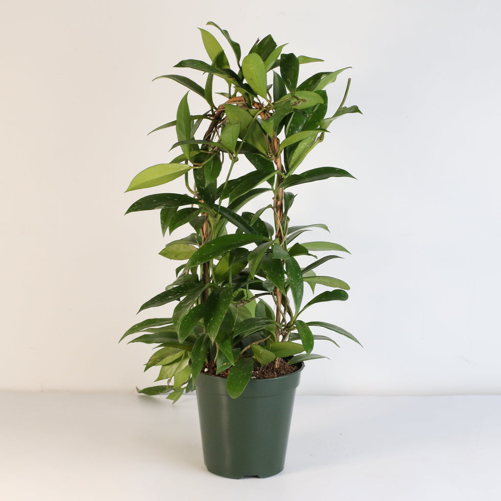 Hoya Pubicalyx Splash Vining Plant
