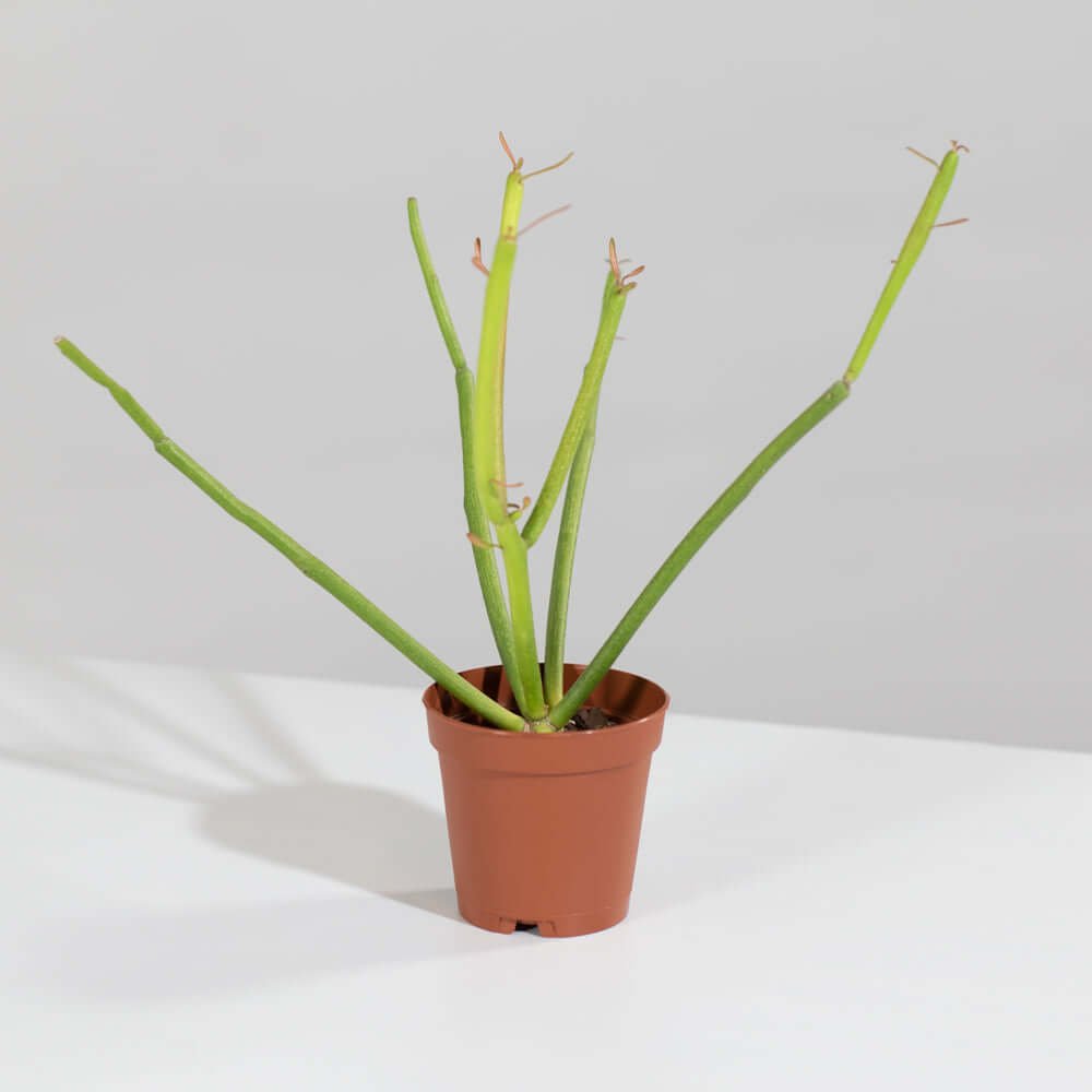 Firesticks Pencil Cactus (Euphorbia Tirucalli)