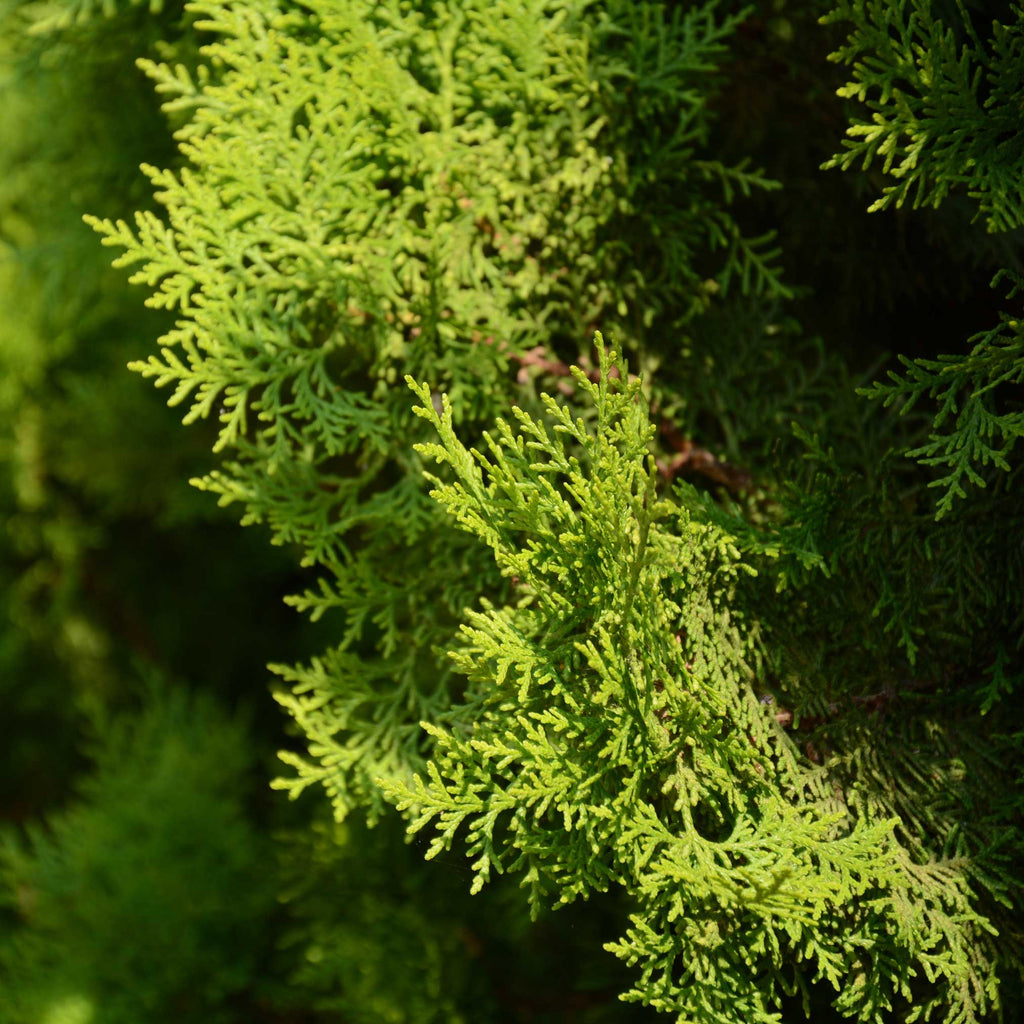 Italian Cypress Tree
