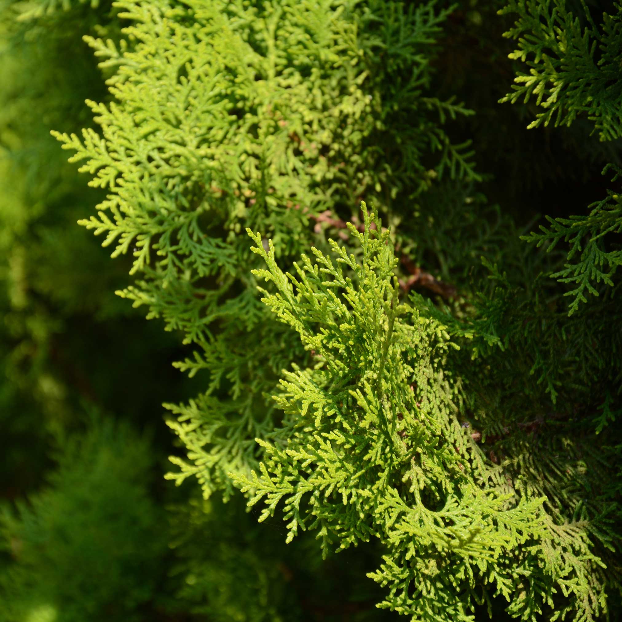 Italian Cypress Tree