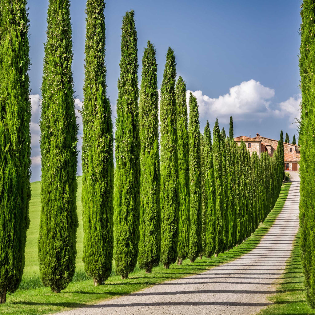 Italian Cypress Tree