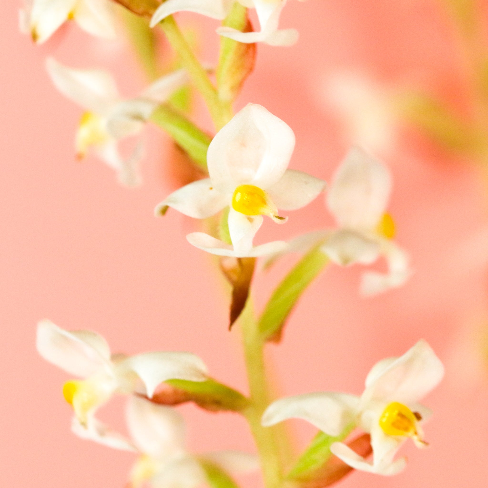 Jewel Orchid (Ludisia Discolor)
