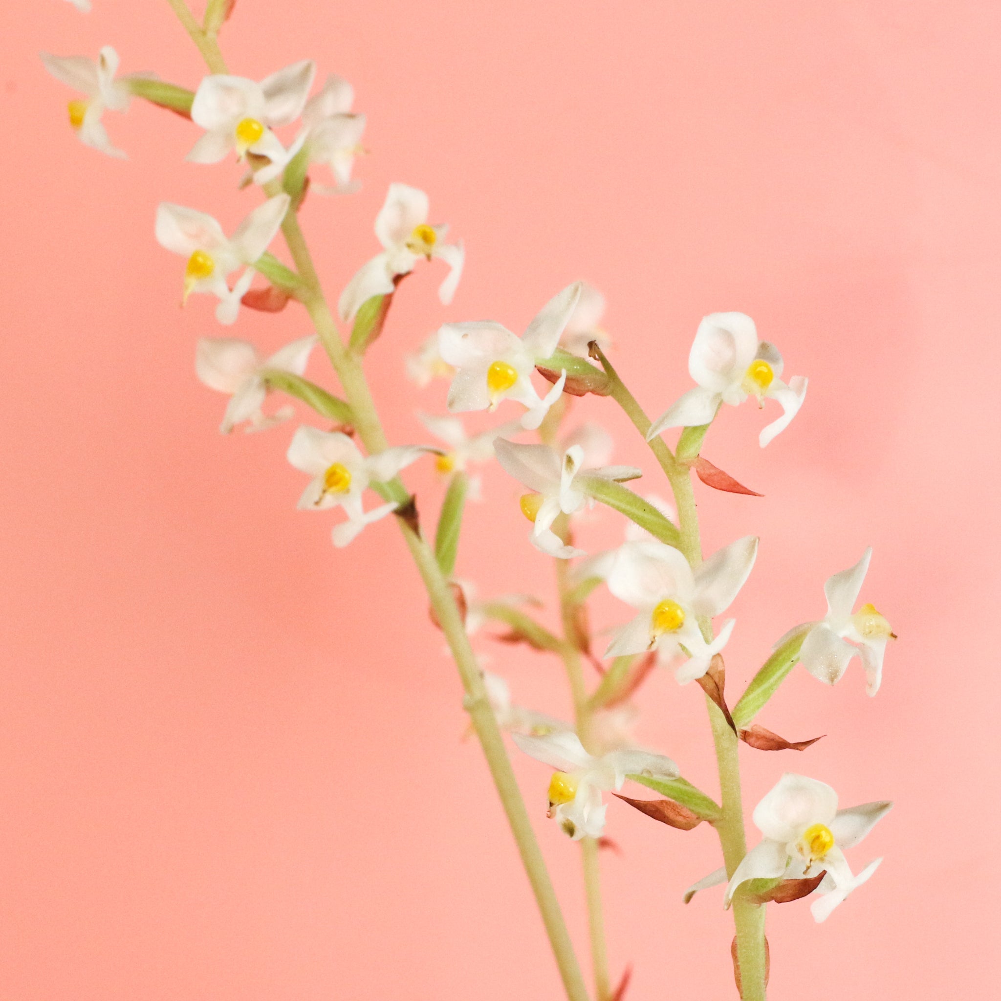 Jewel Orchid (Ludisia Discolor)