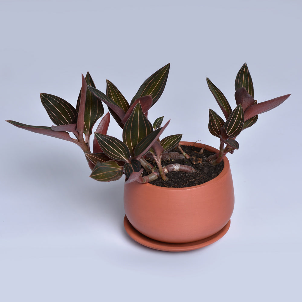 Jewel Orchid (Ludisia discolor)