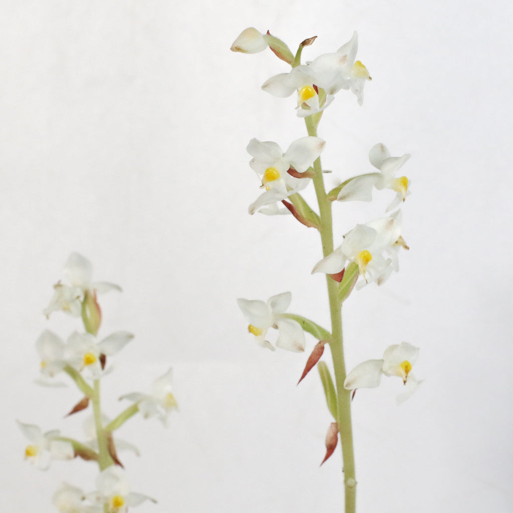 Jewel Orchid (Ludisia Discolor)