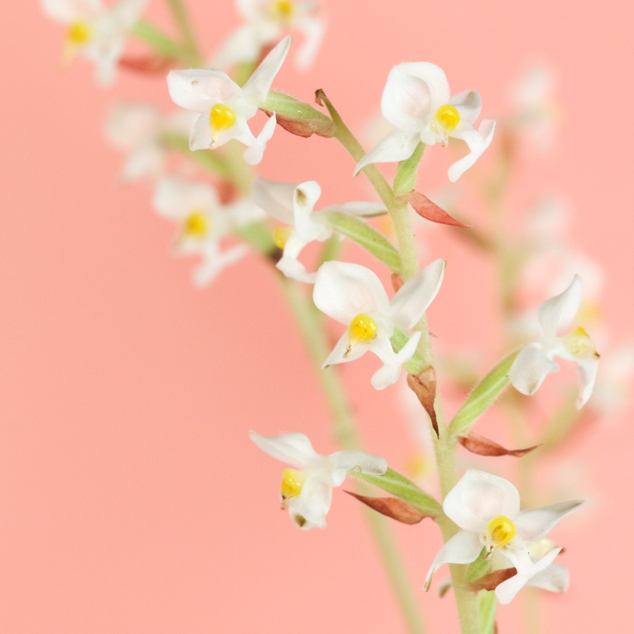 Jewel Orchid (Ludisia Discolor)