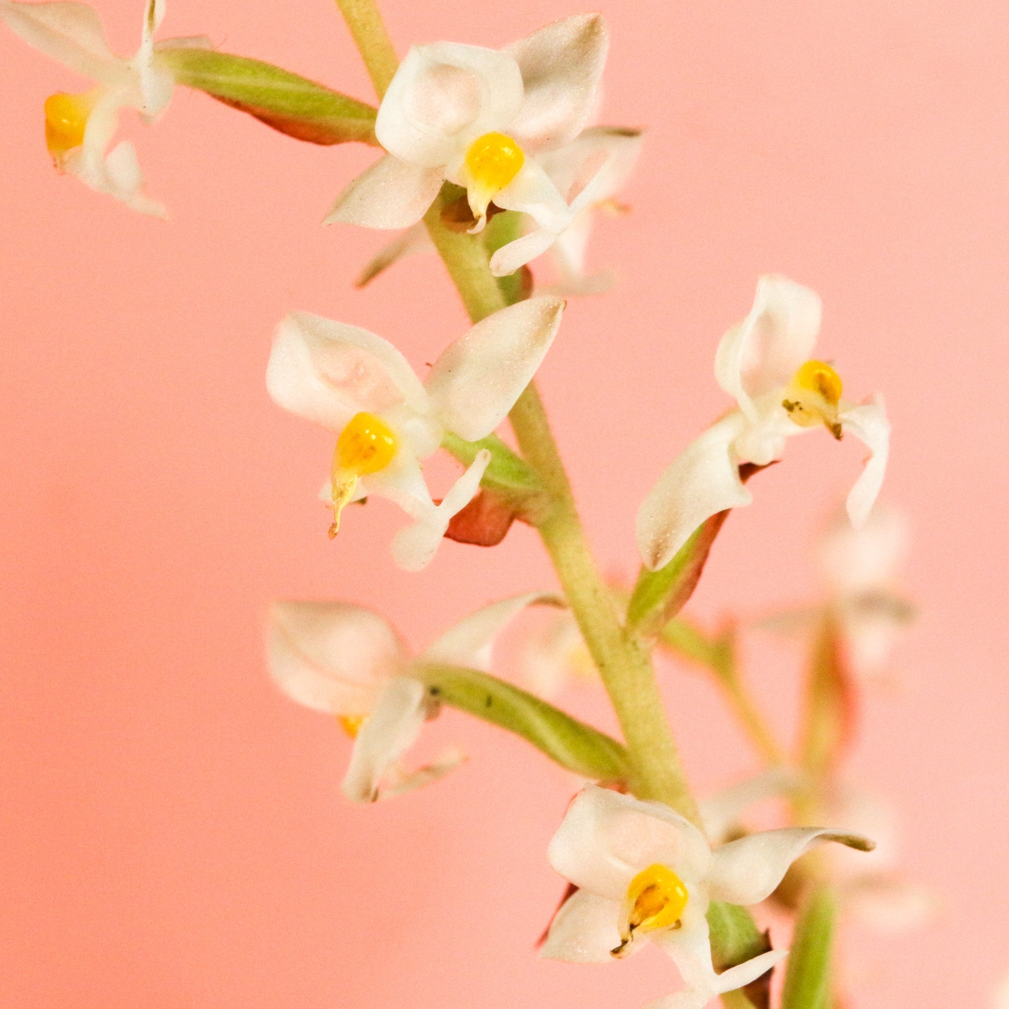 Jewel Orchid (Ludisia Discolor)
