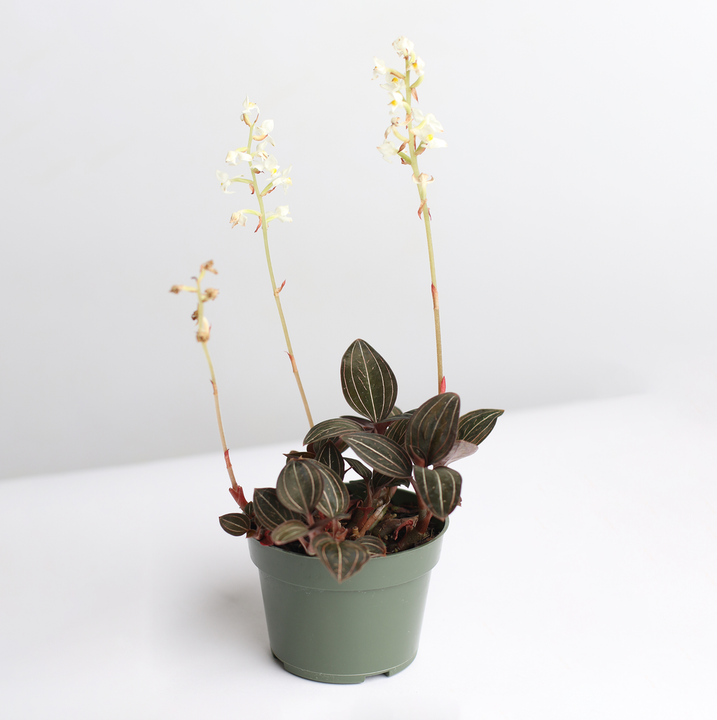 Jewel Orchid (Ludisia Discolor)