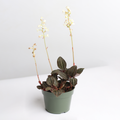 Jewel Orchid (Ludisia Discolor)