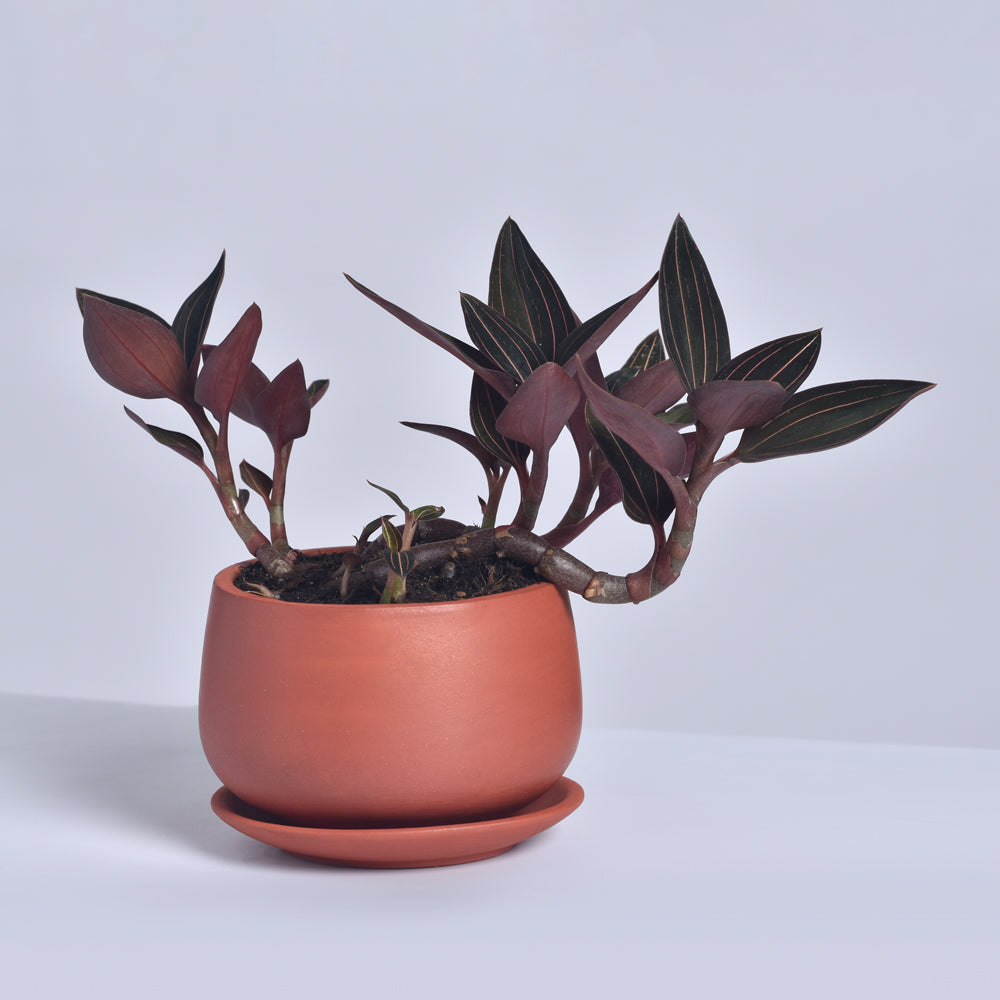Jewel Orchid (Ludisia Discolor)