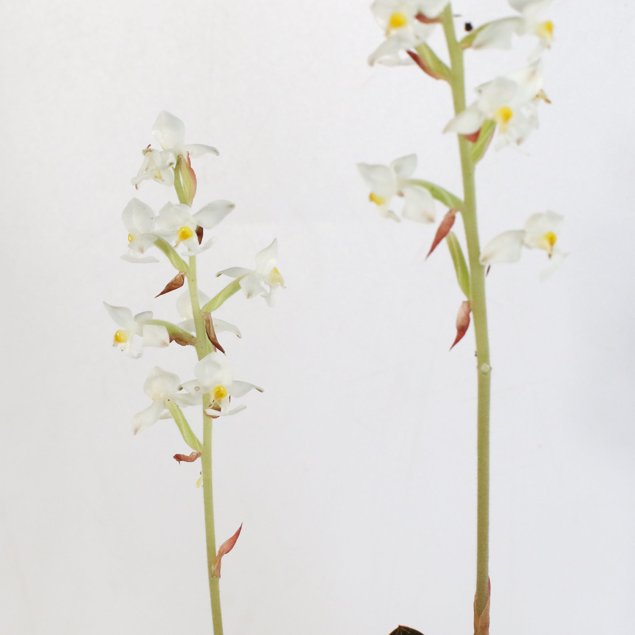 Jewel Orchid (Ludisia Discolor)