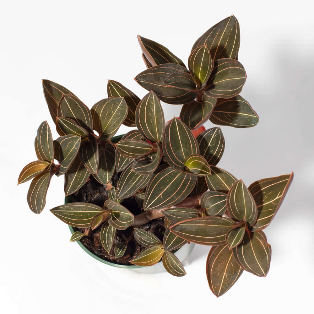 Jewel Orchid (Ludisia Discolor)