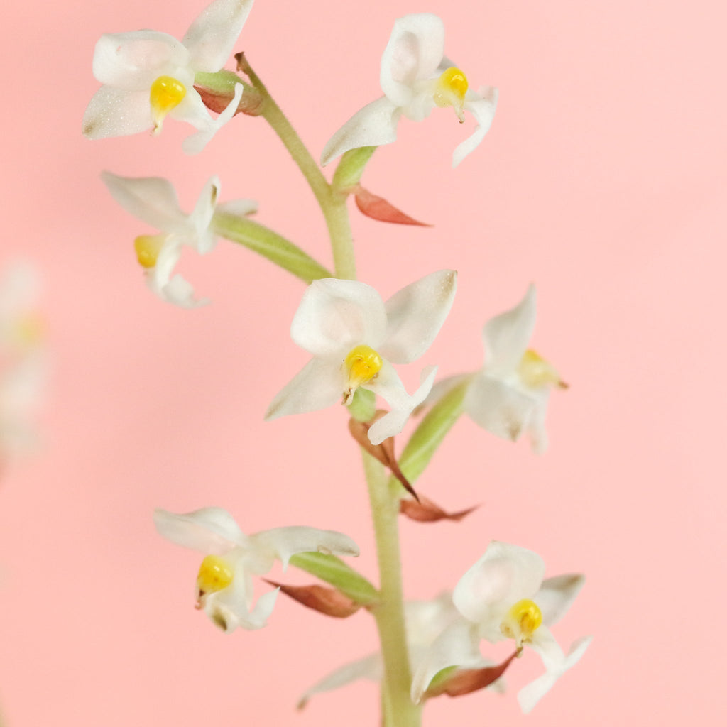 Jewel Orchid (Ludisia Discolor)